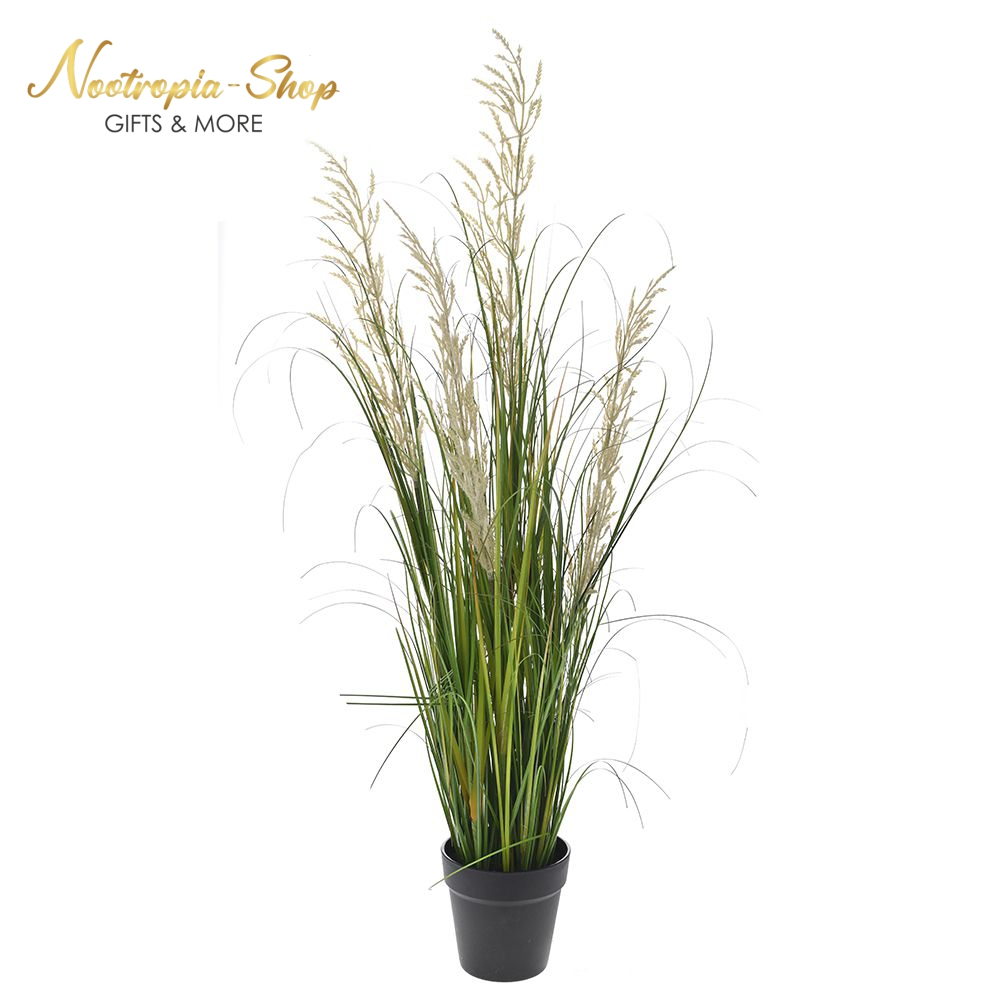 80928_ΦΥΤΟ PAMPAS GRASS 100ΕΚ ΣΕ ΠΛΑΣΤΙΚΗ ΓΛΑΣΤΡΑ 14χ13ΕΚ